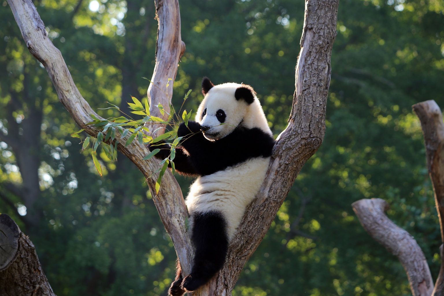 PandaZwillinge im Zoo Berlin sind auf den Bambus gekommen MEDIENINFO